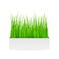 Fresh green grass in pot. Element of home decor. Vector realistic illustration, isolated Royalty Free Stock Photo