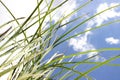 Fresh green grass with rain drops in sunshine on sky Royalty Free Stock Photo