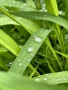 Fresh green grass with rain water drops. Summer nature background. Nature scene with droplets on green leaf. Beautiful Royalty Free Stock Photo