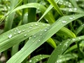 Fresh green grass with rain water drops. Summer nature background. Nature scene with droplets on green leaf. Beautiful Royalty Free Stock Photo