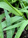 Fresh green grass with rain water drops. Summer nature background. Nature scene with droplets on green leaf. Beautiful Royalty Free Stock Photo