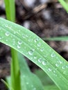 Fresh green grass with rain water drops. Summer nature background. Nature scene with droplets on green leaf. Beautiful Royalty Free Stock Photo