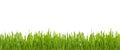 Fresh Green grass with rain water isolated on white background Royalty Free Stock Photo