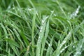 Fresh green grass in raindrops Royalty Free Stock Photo