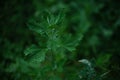 Fresh green grass in raindrops at dark summer field