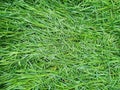 Fresh green grass with raindrops laid after the rain. natural background. Royalty Free Stock Photo