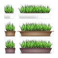 Fresh green grass in a rectangular pots. Element of home decor. The symbol of growth and ecology. Isolated on white