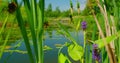 Fresh green grass, reeds grow on the shore of swampy area. Spring in the forest. Close-up of vegetation. Relax. calm Royalty Free Stock Photo