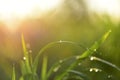 Fresh green grass or rice field with dew drops in sunshine on auttum and bokeh. Abstract blurry background. Nature background. Royalty Free Stock Photo