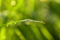 Fresh green grass or rice field with dew drops in sunshine on auttum and bokeh. Abstract blurry background. Nature background. Royalty Free Stock Photo