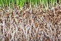 Fresh green grass root growing vermiculite