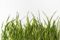 Fresh green grass in a row isolated on white background. Royalty Free Stock Photo