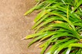 Fresh green grass on sand. Royalty Free Stock Photo