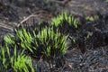 Fresh green grass shoots growing on the site of a fire