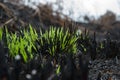 Fresh green grass shoots growing on the site of a fire