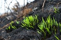 Fresh green grass shoots growing on the site of a fire