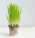 Fresh green grass showing roots Royalty Free Stock Photo