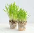 Fresh green grass showing roots Royalty Free Stock Photo