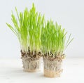Fresh green grass showing roots Royalty Free Stock Photo