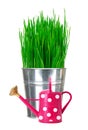 Fresh green grass in small metal bucket and water can isolated o Royalty Free Stock Photo