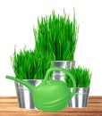 Fresh green grass in small metal buckets and water can isolated Royalty Free Stock Photo