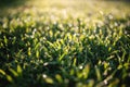 Fresh green grass with small water drops of morning dew Royalty Free Stock Photo