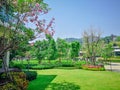 Fresh green grass smooth lawn as carpet on backyard with flowering tree and bush, greenery trees on background, good maintenance