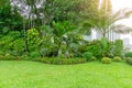 Fresh green grass smooth lawn as a carpet with curve form of bush, trees in a good maintenance backyard Royalty Free Stock Photo