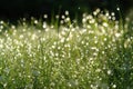 Fresh green grass with sparkling water drops. Morning dew on grass with a beautiful bokeh. Spring, summer background Royalty Free Stock Photo