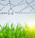 Fresh green grass and spider web Royalty Free Stock Photo