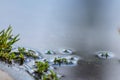 Fresh green grass in spring growing in a puddle after the rain with beautiful water reflection as close-up low angle macro view Royalty Free Stock Photo