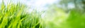 Fresh green grass in spring Royalty Free Stock Photo