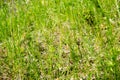 Fresh green grass in spring under hard sunlight. Selective focus, blurred background. Green background Royalty Free Stock Photo