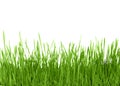 Fresh green grass, sprout of wheat isolated on white background. Close up Royalty Free Stock Photo