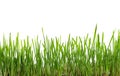 Fresh green grass, sprout of wheat isolated on white background. Close up Royalty Free Stock Photo