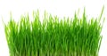 Fresh green grass, sprout of wheat isolated on white background. Close up Royalty Free Stock Photo