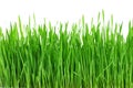 Fresh green grass, sprout of wheat isolated on white background. Close up Royalty Free Stock Photo