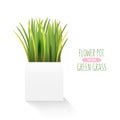 Fresh green grass in a square pot. Element of home decor. The symbol of growth and ecology