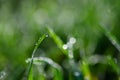 Fresh green grass stem with morning dew drops Royalty Free Stock Photo