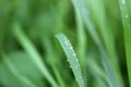 Fresh green grass on summer meadow in water drops after rain Royalty Free Stock Photo