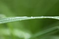 Fresh green grass on summer meadow in water drops after rain Royalty Free Stock Photo