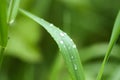 Fresh green grass on summer meadow in water drops after rain Royalty Free Stock Photo