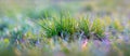 Fresh green grass, summer and spring background with green grass on a sunny day Royalty Free Stock Photo