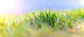 Fresh green grass, summer and spring background with green grass on a sunny day Royalty Free Stock Photo