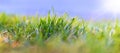 Fresh green grass, summer and spring background with green grass on a sunny day Royalty Free Stock Photo