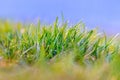 Fresh green grass, summer and spring background with green grass on a sunny day Royalty Free Stock Photo