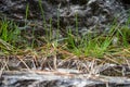 Fresh green grass with sunlight on rock wall background