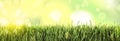 Fresh grass on sunny day. Spring season Royalty Free Stock Photo