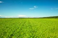 Fresh green grass on sunny field, blue sky