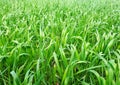 Fresh green grass on a sunny field, winter wheat planting Royalty Free Stock Photo